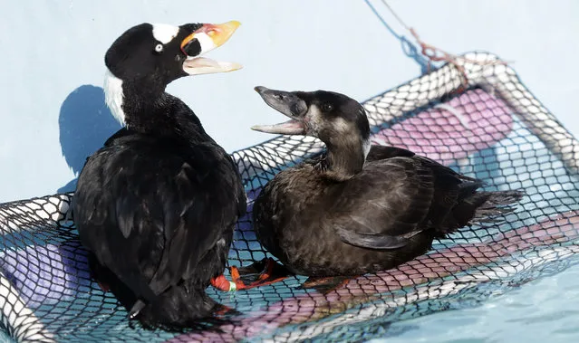 A male surf scoter, left, and female surf scoter interact after being treated, washed and dried at International Bird Rescue, Tuesday, January 20, 2015, in Fairfield, Calif. (Photo by Marcio Jose Sanchez/AP Photo)