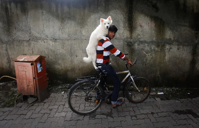 A man rides a bicycle as he carries his dog on his shoulders in Mumbai July 9, 2013. (Photo by Danish Siddiqui/Reuters)