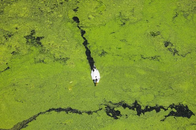A duck swims across the polluted water body around the Dal Lake in Srinagar, the summer capital of Indian Kashmir, 20 June 2023. The authorities are putting in efforts in a bid to cleanse the Dal Lake of unwanted algae and weeds. (Photo by Farooq Khan/EPA/EFE/Rex Features/Shutterstock)