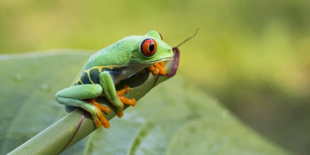 Simply Some Photos: Frogs