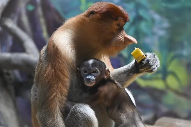 Wu Yi, a long-nosed (proboscis monkey) monkey baby meets the public with its mother Pety at Chimelong Safari Park in Guangzhou City, south China's Guangdong Province on June 29, 2023. (Photo by Splash News)