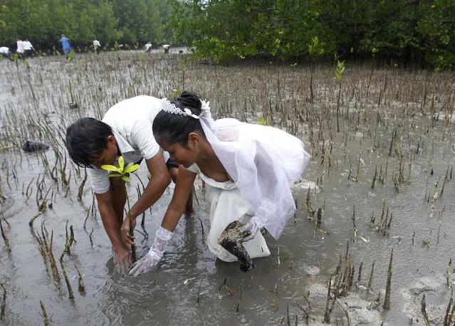 A newly wed couple, Joey Bayo, 24 and his wife Lea, 20, plant a mangrove tree after a mass wedding of the theme “Love affairs with Nature”, in San Jose town, Puerto Princesa, Palawan city, western Philippines February 14, 2011. At least 150 couples were married on the Valentine's Day in Palawan. (Photo by Romeo Ranoco/Reuters)