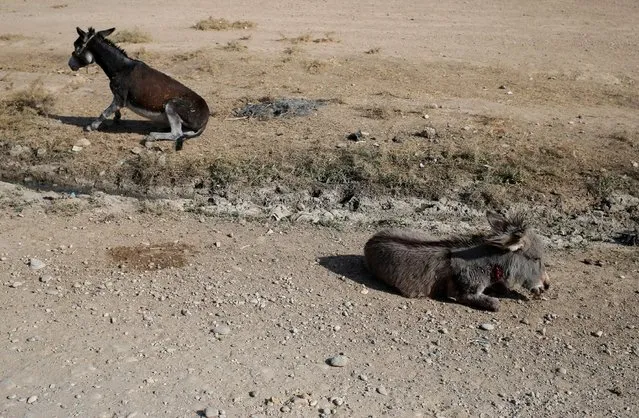 Donkeys injured during clashes between Iraqi soldiers and Islamic State fighters lie on the ground  in Al-Qasar, South-East of Mosul, Iraq November 28, 2016. (Photo by Goran Tomasevic/Reuters)