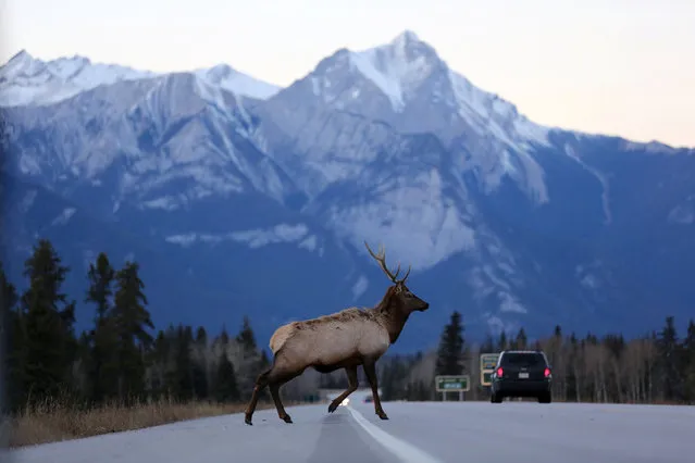 A male elk crosses the Yellowhead Highway, a route roughly followed by Kinder Morgan's Trans Mountain Pipeline through the Rocky Mountains, in Jasper National Park, Alberta, Canada November 14, 2016. (Photo by Chris Helgren/Reuters)