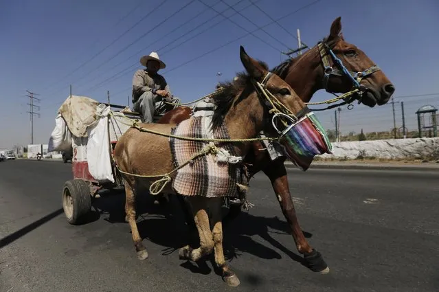 A garbage collector rides his horses and cart in Nezahualcoyotl, on the outskirts of Mexico City, February 18, 2015. (Photo by Henry Romero/Reuters)