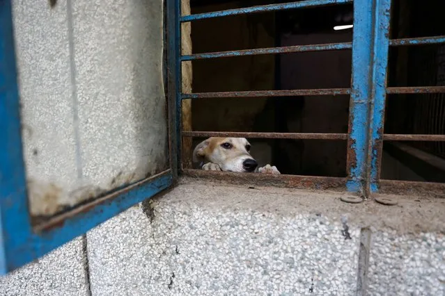 A stray dog put up at an animal shelter managed by a local animal welfare NGO Friendicoes SECA, looks out of a window, at the facility at Bijwasan in New Delhi, India on September 6, 2023. Friendicoes SECA is helping the Municipal Corporation of Delhi (MCD) to catch stray dogs around the capital's international airport and putting them up in their shelters ahead of the G20 summit. (Photo by Anushree Fadnavis/Reuters)