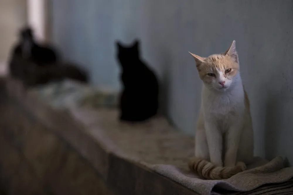 Street Cats in Israel