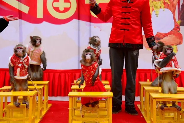 Monkeys stand on chairs during a performance ahead of the Chinese New Year of the Monkey which falls on February 8, in Hangzhou, Zhejiang province, January 28, 2016. (Photo by Reuters/China Daily)