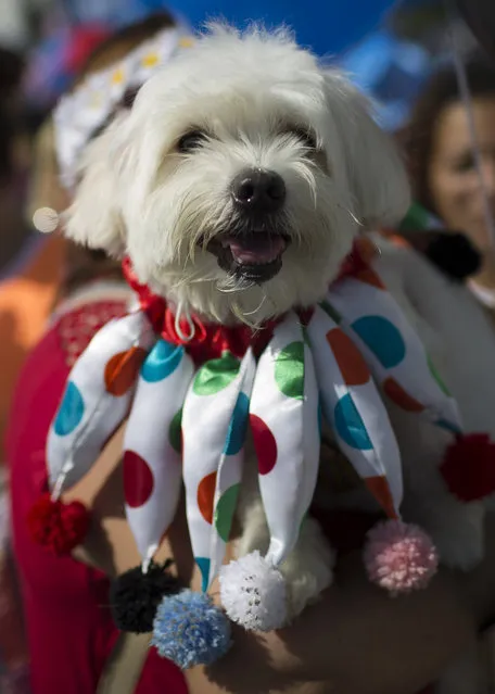 A dog wearing a jester costume attends a carnival pet parade in Rio de Janeiro, Brazil, Sunday, January 31, 2016. (Photo by Leo Correa/AP Photo)