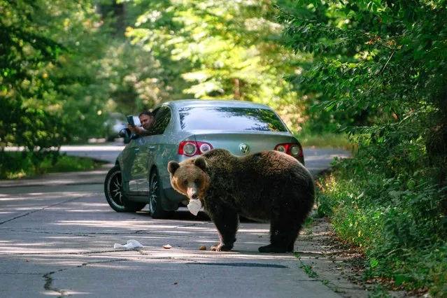 A bear eats a sandwich thrown by a passing driver, while another driver films with his mobile phone, on September 29, 2023, on a road in Covasna, Romania. It was the unexpected sight that made cars stop on a winding forest road in central Romania – a brown bear asleep, its head on its paws. In Romania, whose Carpathian Mountains are home to the largest brown bear population in Europe outside Russia, bears are increasingly venturing out of the forests – often attracted by food that tourists throw to them. (Photo by Andrei Pungovschi/AFP Photo)