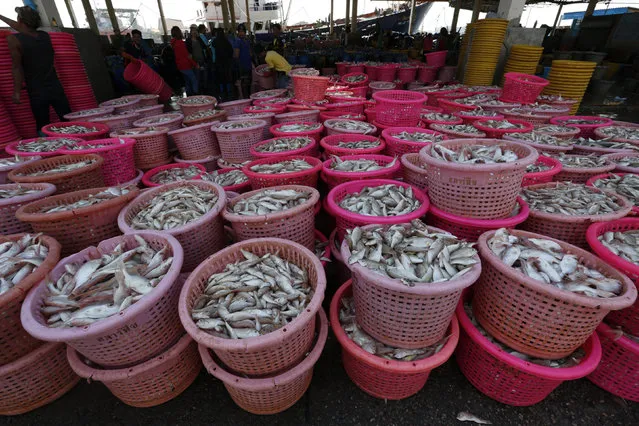 Workers sort fish at a wholesale market for fish and other seafood in Mahachai, in Thailand's Samut Sakhon province January 28, 2016. (Photo by Chaiwat Subprasom/Reuters)