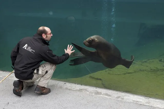 Paris zoo veterinarian Bastien Servieres works with a sea lion to acclimate it to his presence during a training session at the Paris Zoological Park in the Bois de Vincennes in the east of Paris March 26, 2015. (Photo by Philippe Wojazer/Reuters)