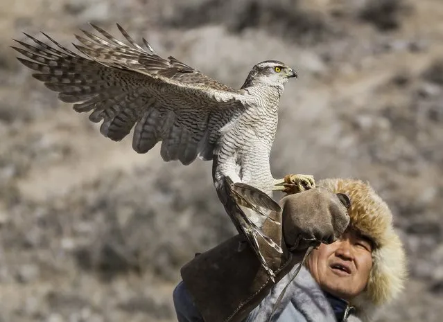 A hunter releases his tamed hawk during the traditional hunting contest outside the village of Nura, east from Almaty, Kazakhstan, February 13, 2016. (Photo by Shamil Zhumatov/Reuters)