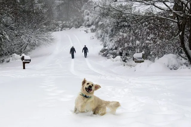 Josie, an English Retriever plays in the snow as her owners, Dawn and Mark Lundblad walk a snow-covered Sandy Cove Drive, Sunday, December 9, 2018 in Morganton, N.C. Over a foot of snow fell in the area creating a winter wonderland. (Photo by Kathy Kmonicek/AP Photo)