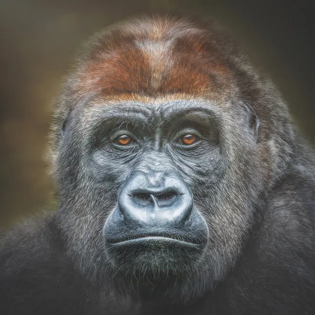 Western lowland gorilla, Grace. (Photo by Manuela Kulpa/Caters News)