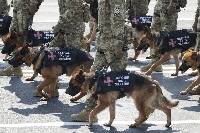 Soldiers with dogs march down main street during a military parade to celebrate Independence Day in Kyiv, Ukraine, Tuesday, August 24, 2021. Ukraine mark the 30th anniversary of its independence with dogs taking part in the parade for the first time ever in Ukraine's independent history. (Photo by Efrem Lukatsky/AP Photo)