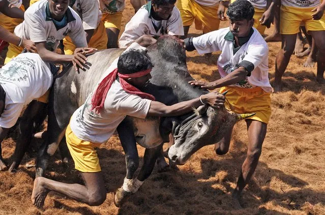 Bull tamers try to control a bull during the bull-taming sport called Jallikattu, in Alanganallur, about 530 kilometers (331 miles) south of Chennai, India, Wednesday, January 16, 2013. (Photo by Arun Sankar K./AP Photo)