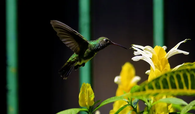 A black-chinned male hummingbird (Archilochus alexandri) hovers in the sky while feeding on the nectar of flowers in Carabobo state in Valencia, Venezuela on September 6, 2021. (Photo by Juan Carlos Hernandez/ZUMA Press Wire/Rex Features/Shutterstock)