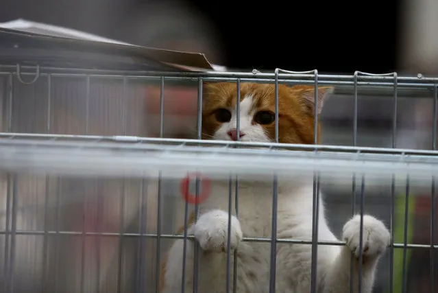 A cat is seen in a cage during a charity event to match homeless dogs and cats to prospective new owners in Minsk, Belarus January 28, 2017. (Photo by Vasily Fedosenko/Reuters)