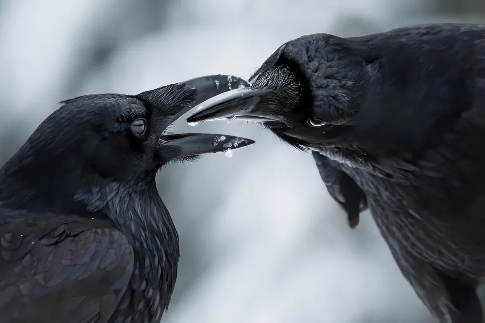 Wildlife Photographer of the Year 2021 Winners