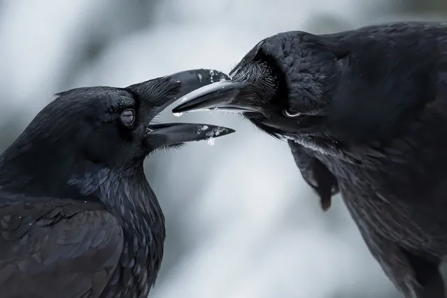 Winner, behaviour: birds. The intimate touch, by Shane Kalyn, Canada. Ravens during a courtship display. It was midwinter, the start of the ravens’ breeding season. Kalyn lay on the frozen ground using the muted light to capture the detail of the ravens’ iridescent plumage against the contrasting snow to reveal this intimate moment when their thick black bills came together. Ravens probably mate for life. This couple exchanged gifts – moss, twigs and small stones – and preened and serenaded each other with soft warbling sounds to strengthen their relationship, or “pair bond”. (Photo by Shane Kalyn/Wildlife Photographer of the Year 2021)