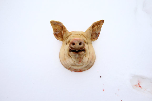 A pig's head lies on snow in the village of Khrapkovo, Belarus February 3, 2017. (Photo by Vasily Fedosenko/Reuters)