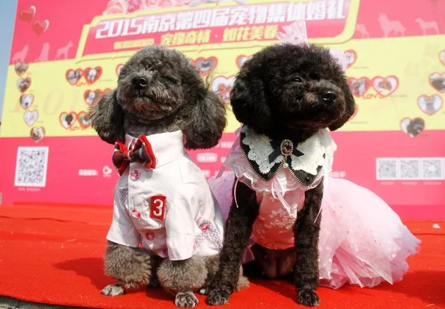 A dog couple gets “married” during a group wedding ceremony for dogs on October 18, 2015, in Nanjing, Jiangsu Province of China. Fifteen dog couples got “married”, complete with marriage certificates in the group wedding ceremony for dogs. (Photo by ChinaFotoPress/Getty Images)