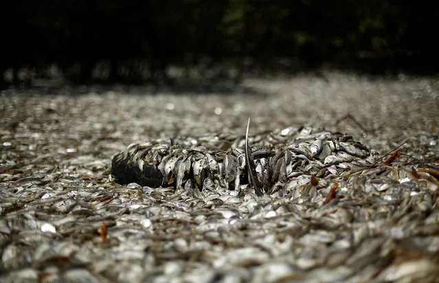 Dead fish lie on the Abangaritos beach, after thousands of dead fish washed up in Puntarenas, Costa Rica February 16, 2017. (Photo by Juan Carlos Ulate/Reuters)
