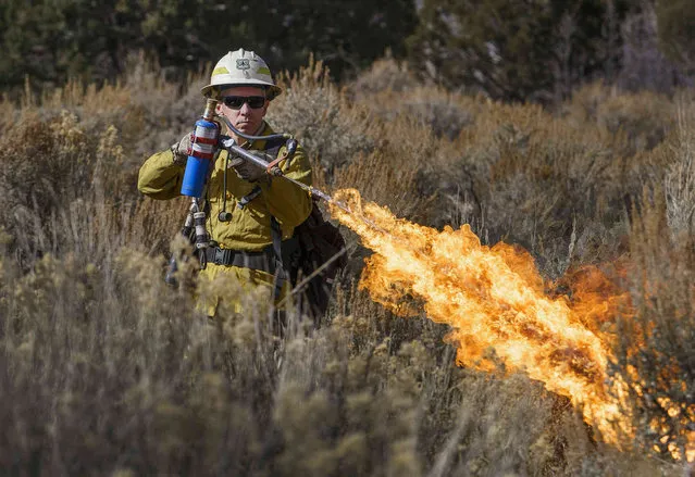Mike Elson, forest supervisor for Fishlake National Forest uses a terra torch to start a prescribed burn near the Moroni Peak area, Saturday, November 6, 2021. The day's weather conditions of overcast skies and high relative humidity forced the cancelation of the burn after the sagebrush, juniper, pinyon pine and gambel oak would not catch fire. Utah's national forests are ramping up their use of controlled burning to improve forest health. (Photo by Leah Hogsten/The Salt Lake Tribune via AP Photo)