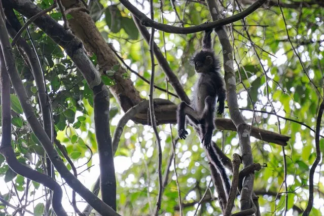 A baby Raffles' banded langur is seen in the Central Catchment Nature Reserve in Singapore, March 19, 2024. (Photo by Xinhua News Agency/Rex Features/Shutterstock)