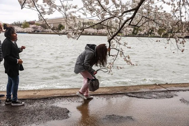 People walk along the Tidal Basin in Washington, DC after a heavy rainfall as the District’s Cherry Blossoms are in peak bloom on March 23, 2024. (Photo by Valerie Plesch for The Washington Post)