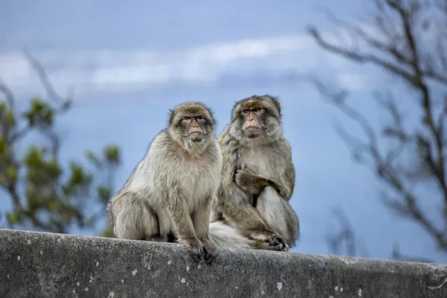 Barbary macaques look stern on the Rock of Gibraltar on March 27, 2024. They are the only population of wild monkeys in Europe, and the only monkeys of their kind outside north Africa. (Photo by James Glossop/The Times)