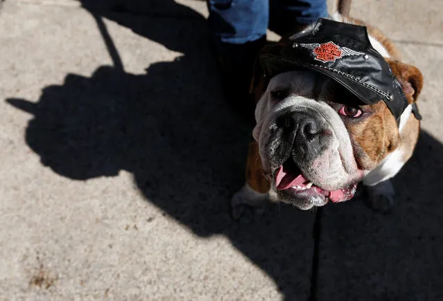 English Bulldogs wearing a leather hat rests after the  parade where more than 900 English Bulldog participate to set the Guinness World Records for the largest Bulldog walk in Mexico City, Mexico February 26, 2017. (Photo by Carlos Jasso/Reuters)