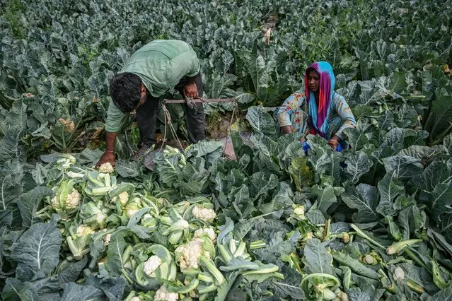Farmer harvest cauliflower in a field at the Yamuna River flood plains in New Delhi on April 3, 2024. (Photo by Arun Sankar/AFP Photo)