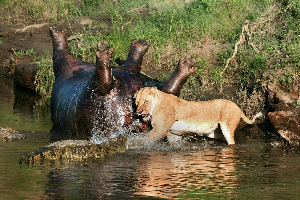 Lion Fights Crocs over Hippo