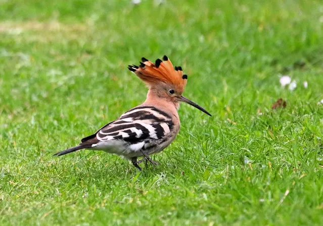 The hoopoe is an exotic bird native to Africa and parts of Europe, and certainly a rare sight in this garden in Bridgham, Norfolk, UK in the last decade of April 2024. (Photo by Linda Moederzoon/Solent News & Photo Agency)