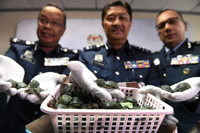 Royal Malaysian Customs officials display seized red-eared slider tortoises during a press conference at the customs authorities building in Sepang on June 26, 2019 after a foiled smuggling attempt by a syndicate. (Photo by Mohd Rasfan/AFP Photo)
