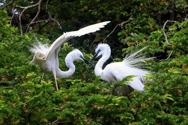 Egrets stand in a tree in Ajmer in the western Indian state of Rajasthan on July 2, 2019. (Photo by Himanshu Sharma/AFP Photo)