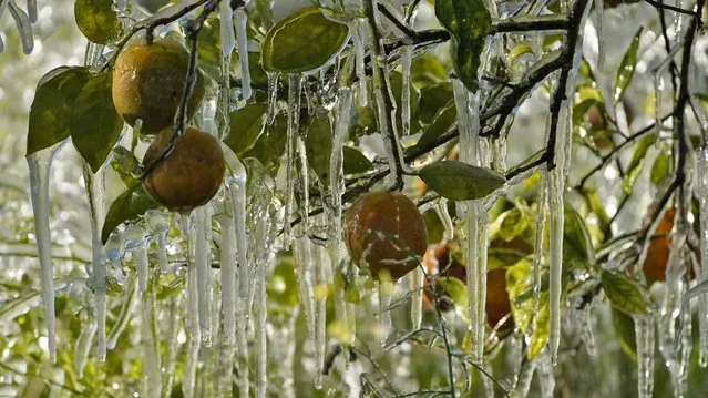 Ice clings to oranges in a grove Sunday, January 30, 2022, in Plant City, Fla. Farmers spray water on their crops to help keep the fruit from getting damaged by the cold. Temperatures overnight dipped into the mid-20's. (Photo by Chris O'Meara/AP Photo)