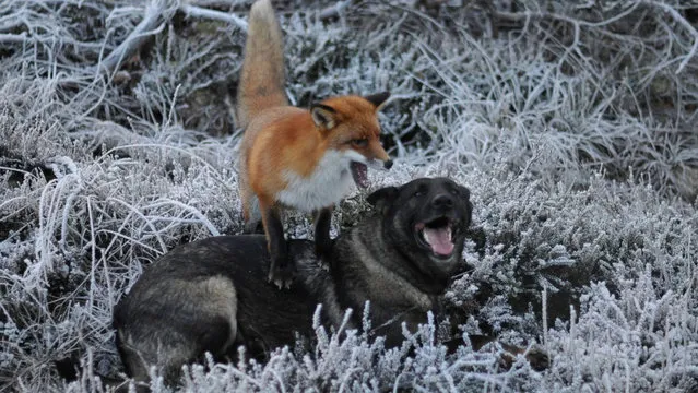 Life Fox And Hound