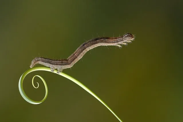 You rarely get the opportunity to get up close and personal with a tiny insect. Indonesian photographer Nordin Seruyan helps us to look past the creepy-crawlies of insects and focus on their delicate beauty. In brilliant color and sharp focus, Seruyan captures the insects in his garden. From butterflies and mantises to beetles and snails, the creatures of Southeast Asian get your full focus. (Photo by Nordin Seruyan)