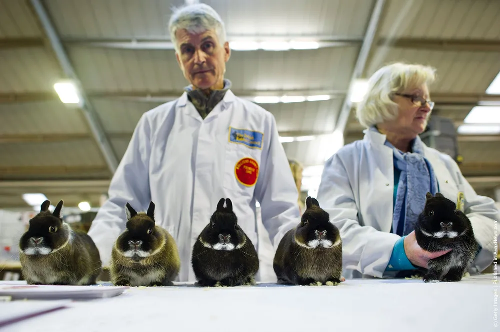 Animal Enthusiasts Enjoy The UK's Rabbit Grand National