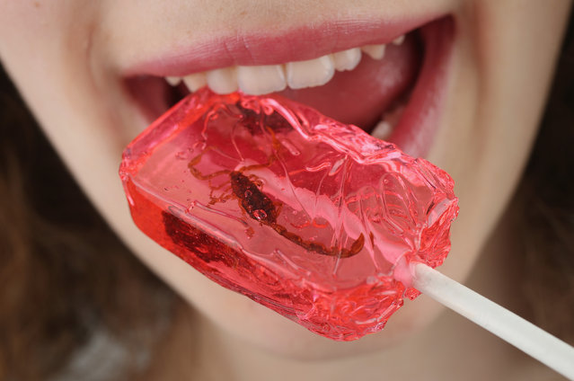 In this photo illustration a young girl licks a lollipop in which a scorpion is suspended on May 7, 2014 in Berlin, Germany. An increasing numbers of advocates worldwide are promoting insects as a viable source of food for humans, citing the high protein value, abundance and low cost. (Photo Illustration by Sean Gallup/Getty Images)