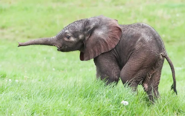 Undated handout photo issued West Midland Safari Park  of the yet unnamed male calf, the first baby elephant born at the Park in its 41-year history, on May 15, 2014. The baby African elephant, now a week old, weighed in at 100kg (221lb) when he was born on May 5. (Photo by West Midland Safari Park/PA Wire)