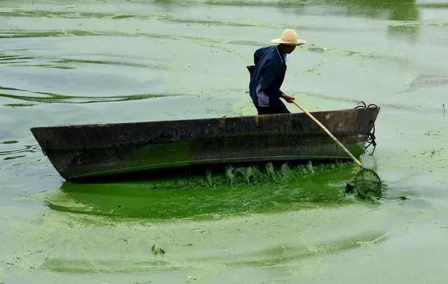 A worker tries to clear blue-green algae from Chaohu Lake, Hefei, Anhui province, China, July 4, 2015. Picture taken July 4, 2015. (Photo by Reuters/Stringer)