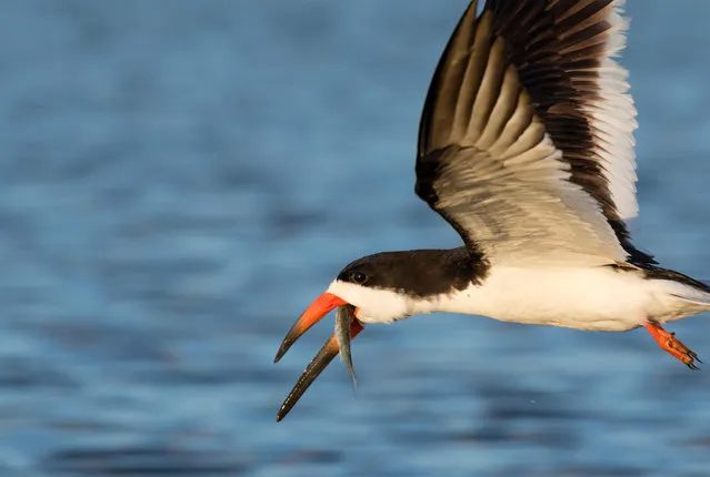A black skimmer flying with a fish it caught over the ocean in Galveston, Texas, US. (Photo by Ivan Kuzmin/Alamy Stock Photo)