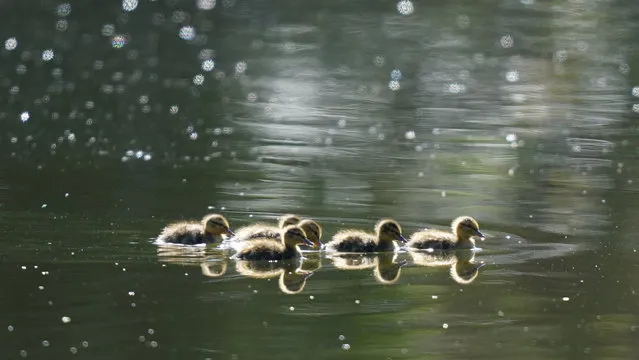 Ducklings on Stradbally lake in County Laois, Ireland on Tuesday, April 19, 2022. (Photo by Niall Carson/PA Images via Getty Images)