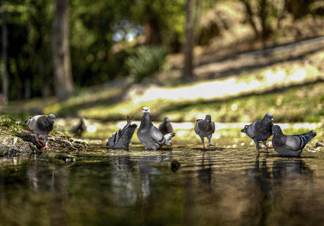 Pigeons try to cool themselves off near a pond at Segmenler Park in Ankara, Turkiye on August 9, 2024. (Photo by Ercin Erturk/Anadolu via Getty Images)