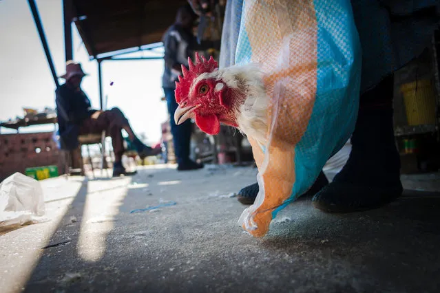 A customer walks away with a chicken in a bag at the Mbare Market in Harare on June 9, 2017. South Africa has halted poultry imports from Zimbabwe after a recent outbreak of highly contagious avian influenza at a farm in the neighbouring country, the government said. The department of agriculture said although South Africa imports “very little” poultry products from Zimbabwe, it has “suspended all trade in live poultry, meat and table eggs” from its northern neighbour and has stepped up surveillance. Other neighbouring countries have also imposed poultry import bans. (Photo by Jekesai Njikizana/AFP Photo)