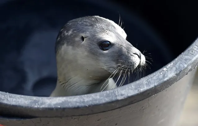 A  baby seal   found on  May 28  on the German North Sea  island  of Sylt is carried into the quarantine station at the Seal Station in Friedrichskoog, northern Germany,  Friday June 6, 2014. The Friedrichskoog Seal Breeding Station is a veterinary station authorized by the Schleswig Holstein state government to treat abandoned or sick seals and seal pups. Bringing up pups who lost their mother is the station's most important job during summer. (Photo by Carsten Rehder/AP Photo/DPA)